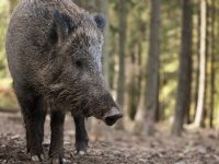 Afrikaanse varkenspest komt nog dichter bij Nederland