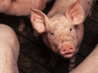 NVWA rolt illegale varkensslachterij op in Gelderland