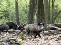 Biggenstroom toont impact van Afrikaanse varkenspest in Spanje