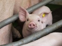 Verenigde Staten kampen met nieuwe variant van PRRS-virus