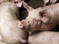 China verlengt dumpingsonderzoek varkensvlees uit EU tot eind 2025