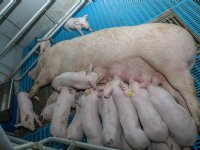 'AMvB Dierwaardige Veehouderij zorgt voor hoge kosten varkenshouderij'
