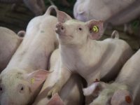 Staartbijten voorkomen: kijk ook naar hygiëne en aminozuren