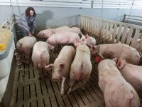 Duitse varkenssector boert achteruit