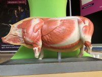 Chinese doorbraak: eerste varkenslevertransplantatie bij mens