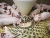 Actiegrens antibioticagebruik bij speenbiggen vanaf 2026 lager