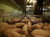 Hongarije en Slowakije MKZ-vrij verklaard na intensieve monitoring