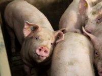 Meer terugkerende problemen bij Vertrouwensloket dierenwelzijn