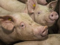 Varkenshouders kunnen straks eenvoudig CO2-voetafdruk berekenen