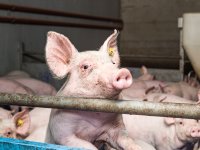 Antibioticagebruik in veehouderij blijft laag