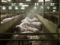 Wakker Dier beschuldigt Vion van schending internationale richtlijnen