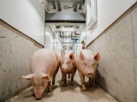 Omzet van Topigs Norsvin stijgt met 12 procent