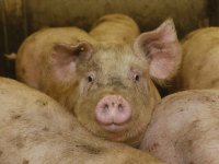 Compaxo verhoogt vleesvarkensnotering