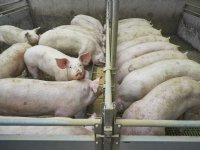 Vleesvarkensprijzen in Nederland blijven stabiel