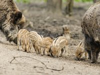 Kernramp Fukushima leidde tot kruising tussen tamme varkens en wilde zwijnen
