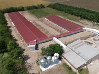 Roemeense overheid ziet ruimte voor 100.000 zeugen extra