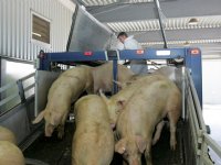 Varkensnoteringen in de min na Afrikaanse varkenspest in Spanje