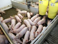POV pleit voor drastische wijziging stikstofwet