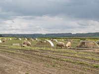 Varkensvleesproductie Verenigd Koninkrijk meer dan 2 procent omhoog