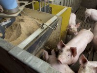 België slacht iets meer varkens in 2025