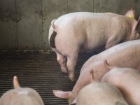 LTO bezorgd over aanpassing Uitvoeringsregeling Meststoffenwet