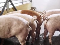 Integrale aanpak brengt succes bij krulstaarten