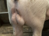 Update over vaccinatie tegen berengeur