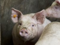 Zwaargewichten kosten Deense varkenssector veel geld