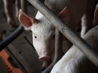 Varkensprijs Spanje keldert in één week met 21,4 cent