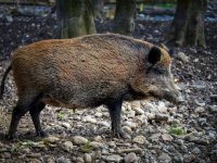 64ste wild zwijn test positief op Afrikaanse varkenspest in Spanje