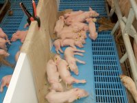 Hokverrijking geeft ook economisch voordeel