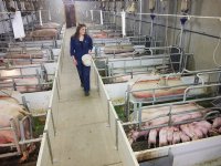 19-jarige kiest bewust voor een carrière tussen de varkens