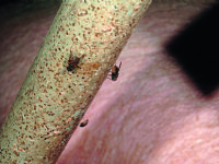 Promotieonderzoek focust op risicofactoren Afrikaanse varkenspest