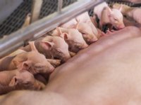 Zeug in dracht juister voeren kan 50 euro opleveren