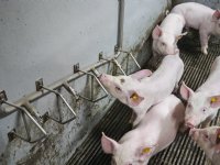 Nederlandse veehouderij boven fosfaatplafond, ondanks krimp veestapel