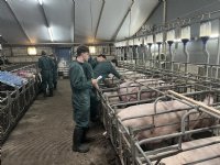 Varkensonderwijs: het kip-en-eiverhaal