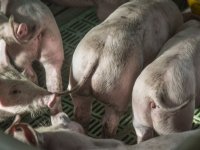 Overheid en sector zoeken oplossing voor onduidelijkheid rond staartschade varkens