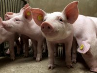 Wachten op beweging in varkens- en biggenmarkt