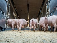 Zomers transportverbod voor vee kent nog veel praktische knelpunten
