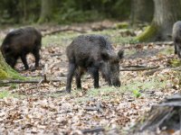 Strijd tegen Afrikaanse varkenspest gaat door in Catalonië