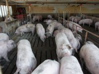 Forse stijging antibioticagebruik Amerikaanse varkenshouderij