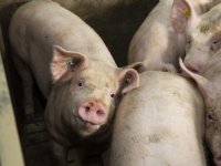 Duitse varkensprijzen dalen, Nederland zakt mee