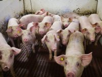 Amerikaanse export van varkensvlees groeit verder richting 2035