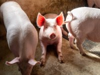 SwineModel biedt inzicht in groei, rendement en duurzaamheid bij vleesvarkens