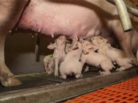 Zeugen met hoge fokwaarde voor moedereigenschappen zijn rustiger