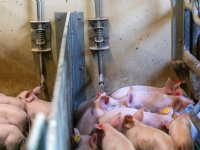 Varkenshouderij boekt stevige winst in antibioticareductie
