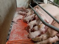 DanBred verbetert bigoverleving flink in korte tijd