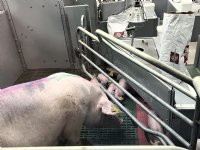 Twaalf innovatieve veehouderijprojecten in race voor Deltaplan Veehouderij Awards 2026