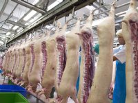 Minder maar vleesrijkere varkens geslacht in eerste zes maanden