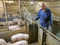 Vleesvarkens een week eerder op gewicht door continu aanbod van brijvoer